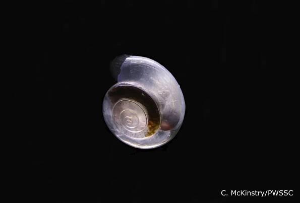Zooplankton Gallery - Prince William Sound Science Center