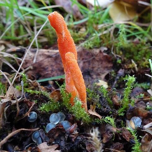 Cordyceps: kde roste, poživatelnost, jak vypadá, jak ho rozlišit, foto