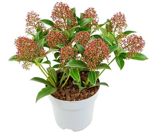 Skimie japonská (Skimmia japonica), 2 druhy, 25-30 cm, pr. kv. 13 cm nakoupit u OBI