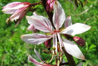 Třemdava bílá (Dictamnus albus), květy, květenství