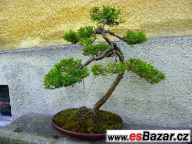 Prodám bonsaje Sbazar Děčín