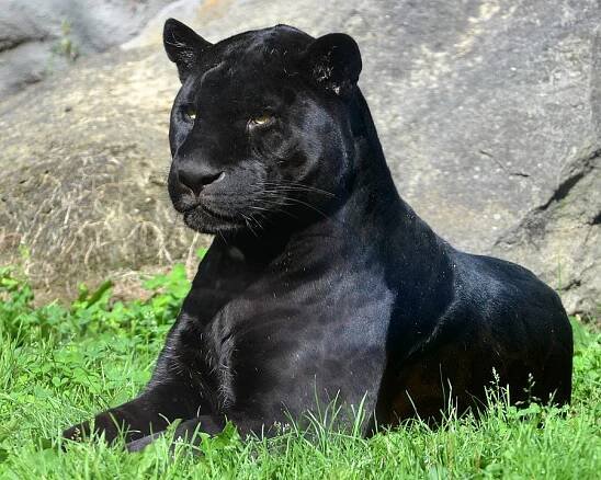 panthera onca nigra / jaguár černý