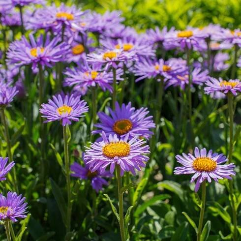 Astra alpínská modrá Aster alpinus prodej semen 50 ks od 47 Kč - Heureka.cz