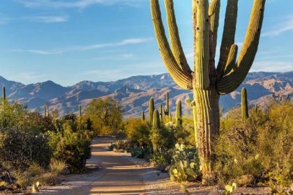 The Perfect 1 to 2 Days in Saguaro National Park Itinerary