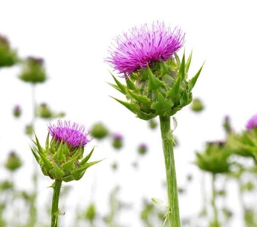 Natroceutics Milk Thistle