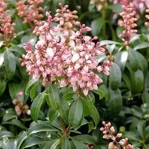PIERIS japonská BONFIRE