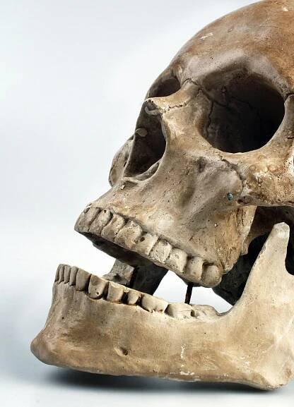 bezplatná Základová fotografie zdarma na téma anatomie, antropologie, archeologie Základová fotografie
