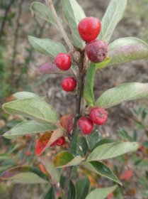 Skalník - větévka s plody (Cotoneaster tengyuehensis)
