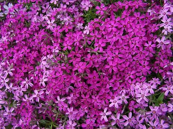 Phlox subulata - Wikimedia Commons