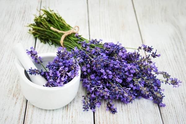 Levandulový repelent funguje účinně zejména jako ochrana před klíšťaty. Když si naplánujeme procházku do přírody, nastříkáme si levandulovým octem celé tělo, hlavně nohy a ruce. Opakujeme po dvou hodinách.