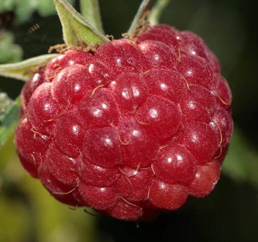 Raspberry Growing and Harvest Information