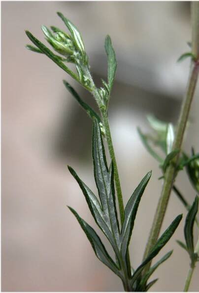 Artemisia vulgaris L. - Portale della Flora d'Italia / Portal to the Flora of Italy