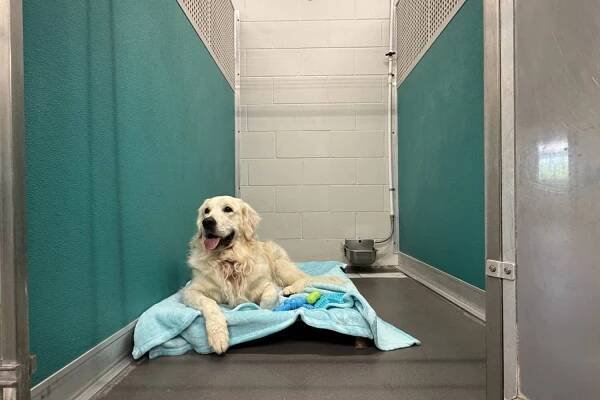 Palm Beach Pet Boarding & Dog Day Camp | Pet Paradise Palm Beach
