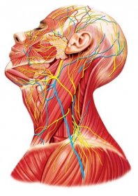 anatomie krku a hlavy - karotidová tepna ilustrace - stock snímky, obrázky a fotky