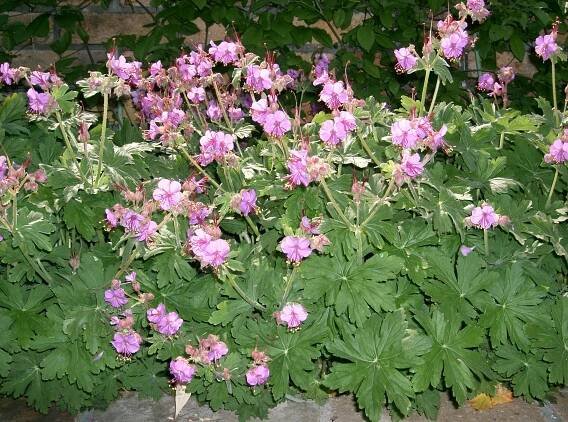 Geranium macrorrhizum cv1.jpg