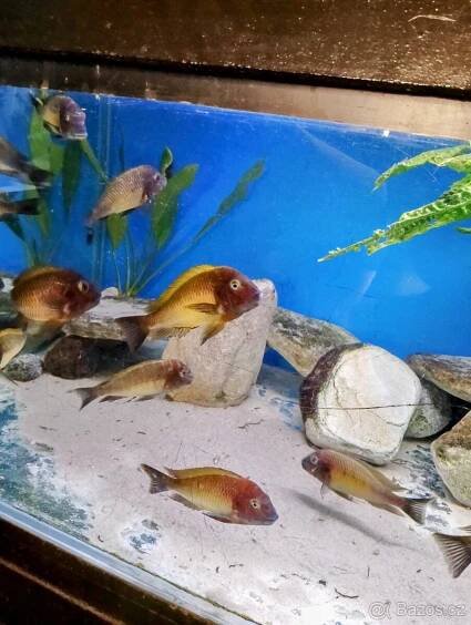 Tropheus Cape Nangu