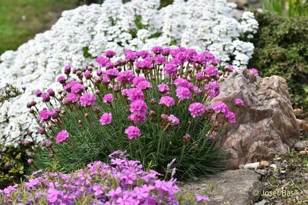 purple and white flowers in the garden next to a large rock with some rocks on it