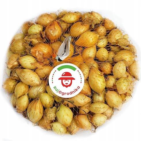 Cibule DÝMKA pro zimní výsadbu (7-21 mm) Senshyu Yellow (sbírka 2025) 500 g