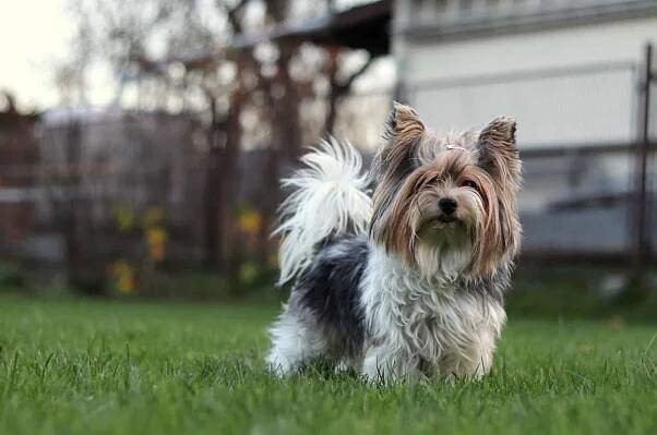 biewer yorkshire terrier se dívá na kameru s krásnýma černýma očima. barevné štěně s legrační hlavou a bílýma nohama a šedým tělem. malý ďábel chodí po zahradě. psí venkovní show. model - cesky terrier - stock snímky, obrázky a fotky