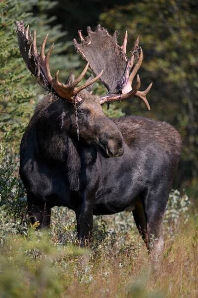 How and Where to Photograph Moose | PetaPixel