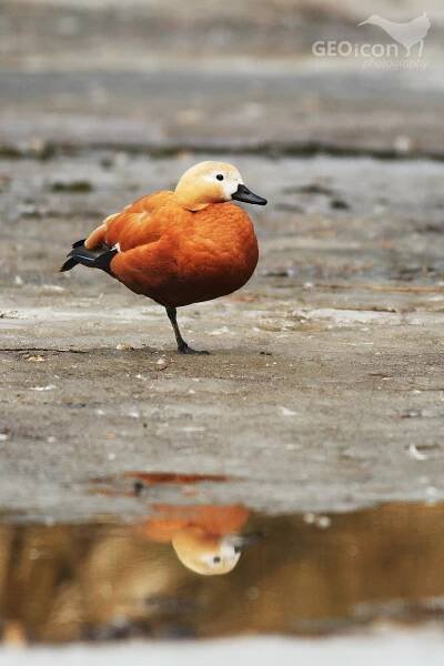 Ruddy shelduck / husice rezavá (Tadorna feruginea)