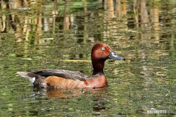 Polák malý | Naturfoto.cz