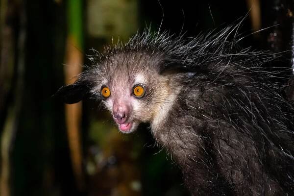 vzácný lemur aye-aye, který je pouze noční - noční aktivita - stock snímky, obrázky a fotky