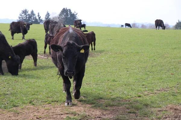Steak z farmy přímo na talíř. Farmáři ze Srbska sbírají inspiraci na Žďársku