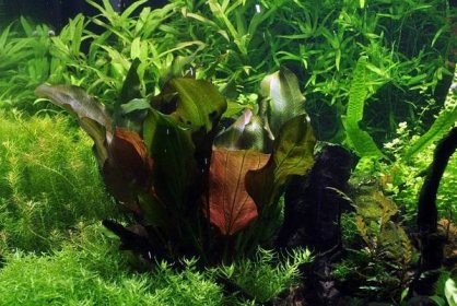 Echinodorus Reni | INVITAL Rostlinna-akvaria.cz
