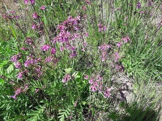 Smolnička obecná - Lychnis - Rozkvetlé louky