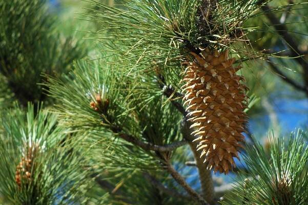 Cone