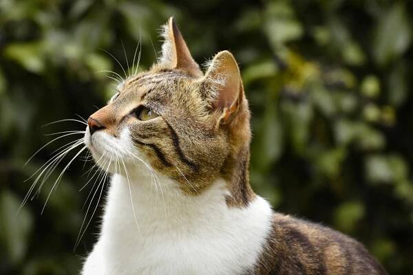 bezplatná Krásný detailní portrét mourovaté kočky se zeleným rozmazaným pozadím. Základová fotografie