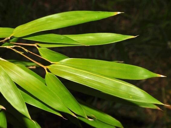 Phyllostachys aureosulcata ´Spectabilis´