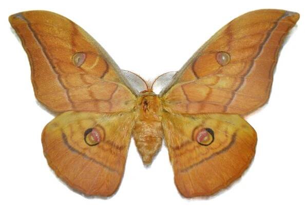 Antheraea yamamai