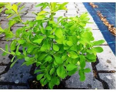 Dřišťál Thunbergův - Berberis thunbergii AUREA