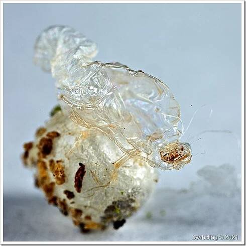 Zlatoočko Chrysotropia ciliata