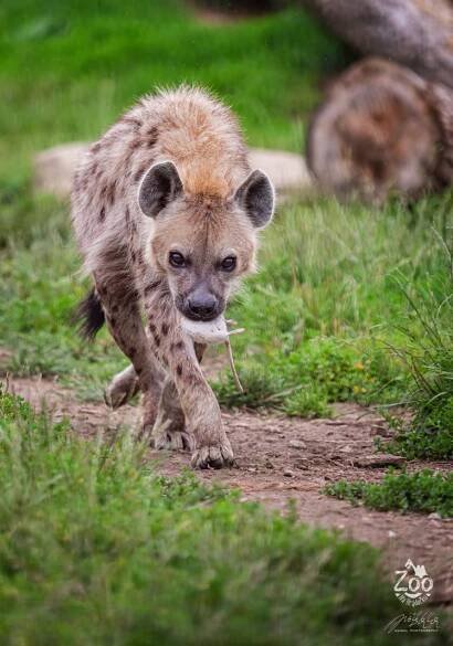 HYENA SKVRNITÁ (Crocuta crocuta) (zoonahradecku.cz)