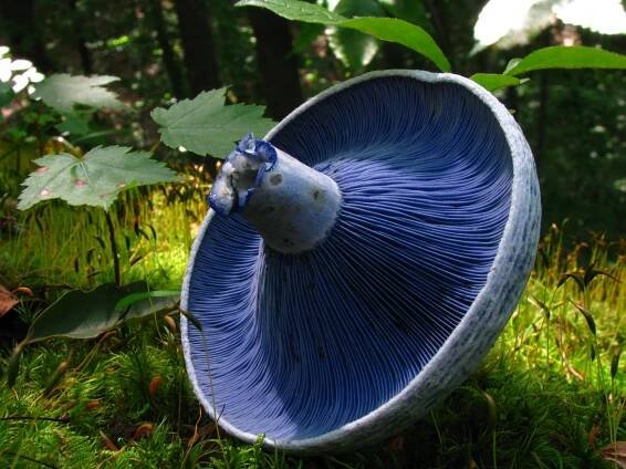 Lactarius indigo