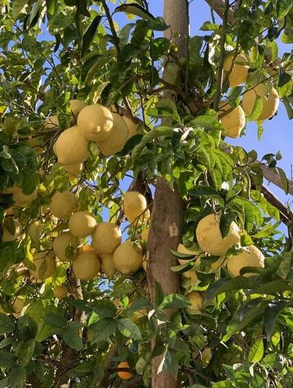 lemon tour sorrento ()