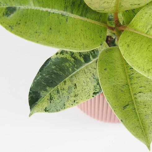 Ficus elastica ‘Shivereana’