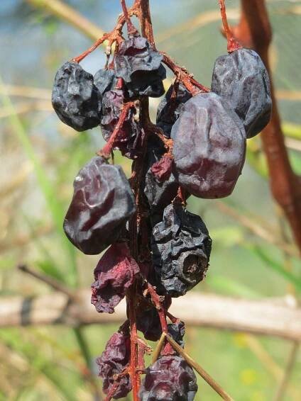 → Photo: Vitis vinifera