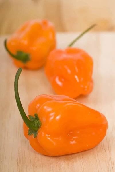 Habanero peppers as a Scotch Bonnet substitute