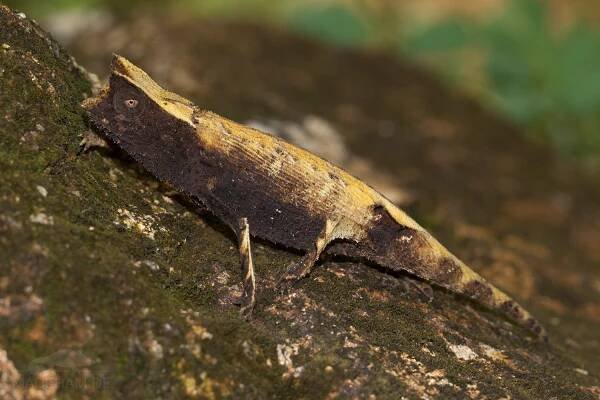 Defense and escape behavior of leaf chameleons – Madcham.de