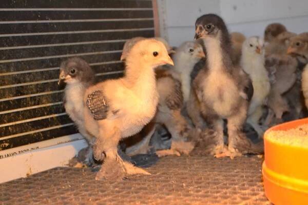 Brahma Chicks – Abika Brahma Kümesi