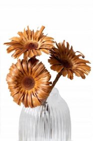 GERBERA Sušená květina sušená do vázy Sušičky