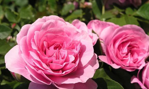 Englische Rose ‘Gertrude Jekyll’