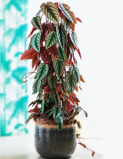 Cissus Discolor-REX BEGONIA VINE