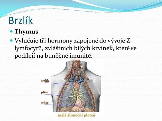 PPT - Hormony PowerPoint Presentation, free download - ID:5292541