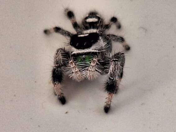 Snakes | Phidippus regius - skákavka královská