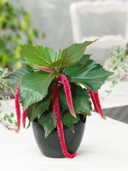 Acalypha hispaniolae 'Cat's Tails' , Kočičí ocásek, K7